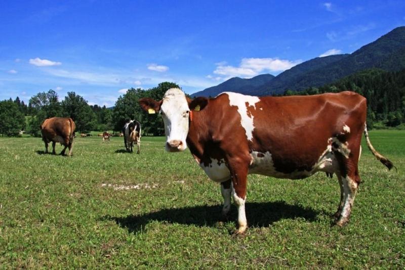 Farmhouse Soklic Bohinj Εξωτερικό φωτογραφία