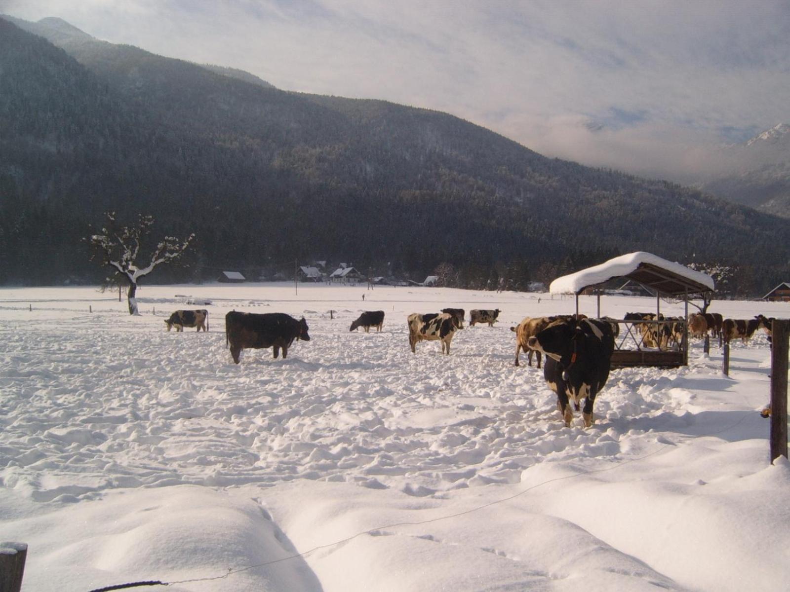 Farmhouse Soklic Bohinj Εξωτερικό φωτογραφία